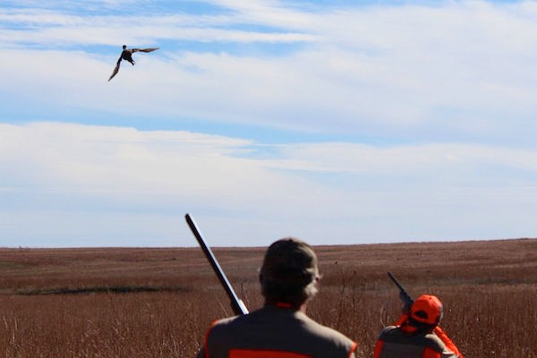 Guided upland bird hunt in Louisiana