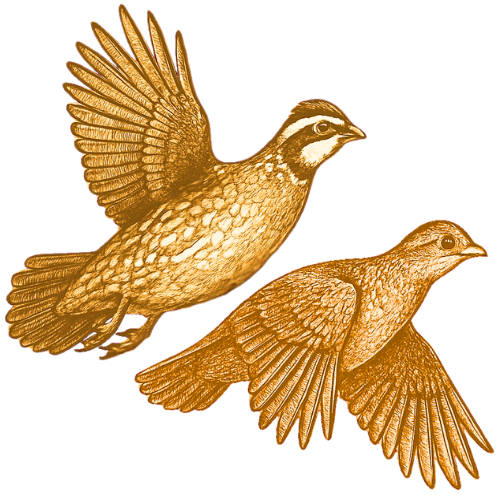 Teche Lake Outfitters logo